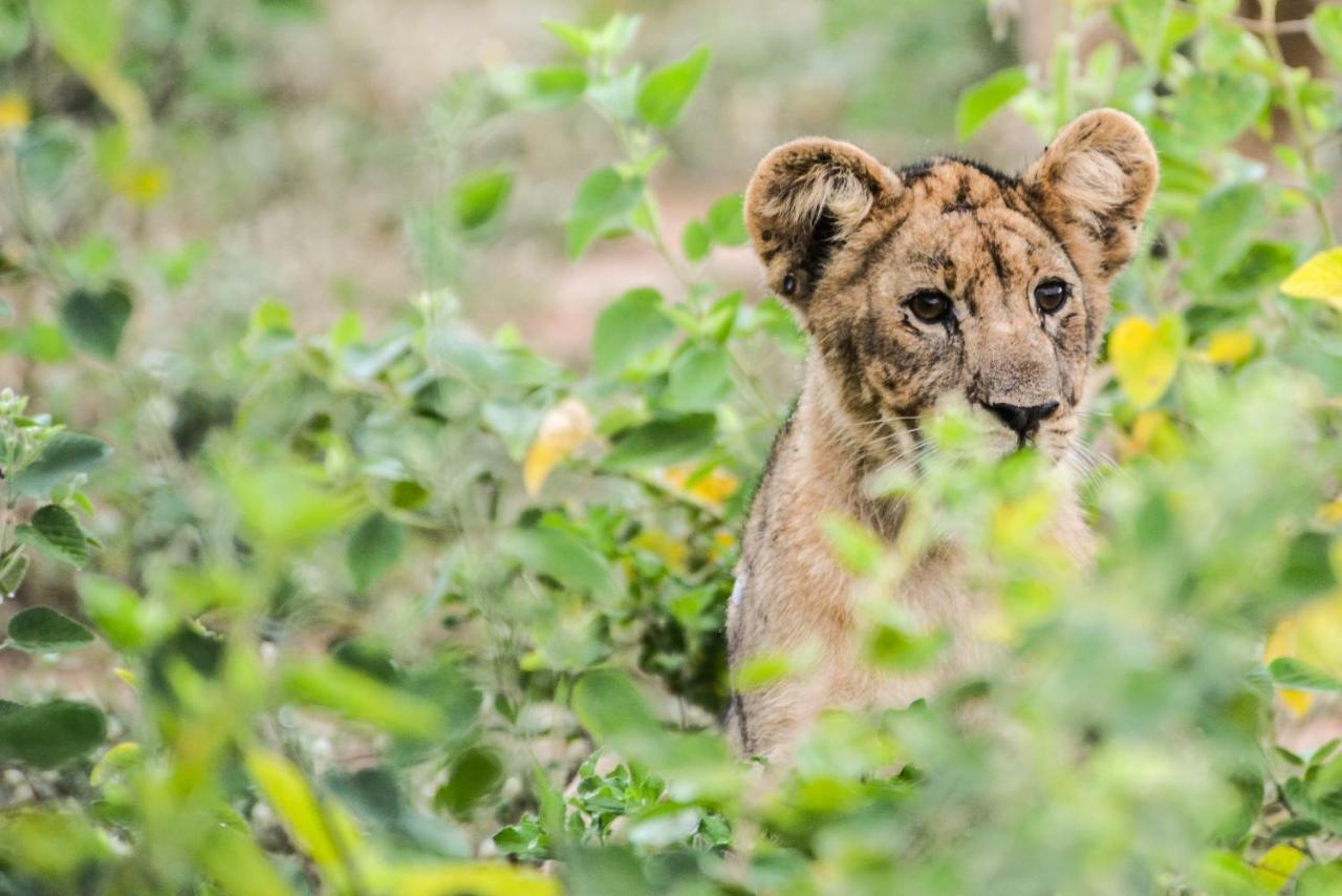 Marataba Safari Lodge Hartbeestfontein Εξωτερικό φωτογραφία